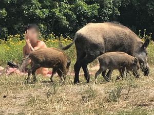Kenali Perbedaan Demam Babi Afrika dan Flu Babi