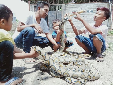 Dimas, bocah ABG kolektor ular piton di Klaten, Selasa (15/9/2020).