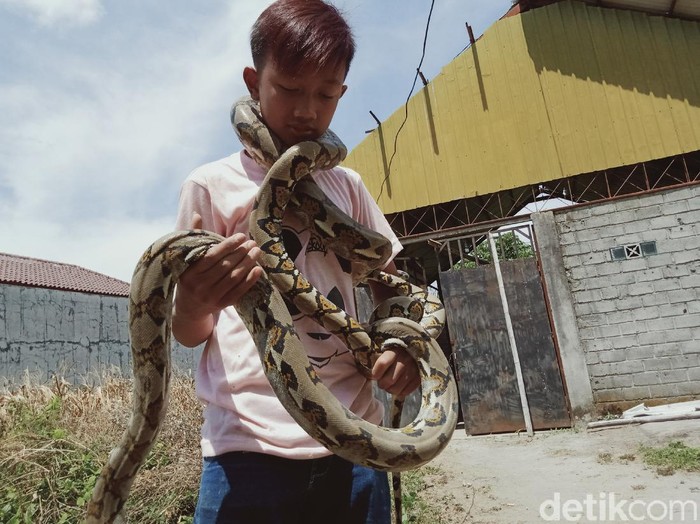 Dimas, bocah ABG kolektor ular piton di Klaten, Selasa (15/9/2020).