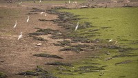 Kemarau membuat air Sungai Bento Gomes di sebelah Jalan Transpantaneira Pantanal, negara bagian Mato Grosso, Brasil, mengering.