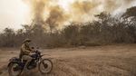 Kebakaran Hutan di Brasil Ancam Kehidupan Buaya