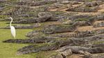 Kebakaran Hutan di Brasil Ancam Kehidupan Buaya