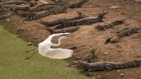Seekor burung kuntul terbang di atas sekelompok buaya rawa yang habitatnya kekeringan.