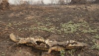 Tampak bangkai seekor buaya yang hangus terbakar.