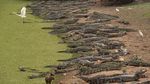 Kebakaran Hutan di Brasil Ancam Kehidupan Buaya