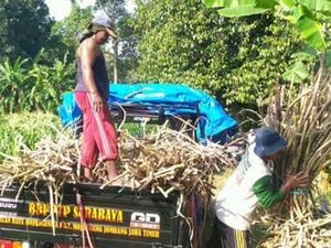 Tekan Impor Gula, Kementan Dukung Revitalisasi Tebu di Jatim