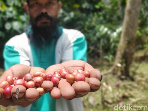 Nyaris Punah, Kopi Karst yang Unik dari Maros Kini Kembali Diminati