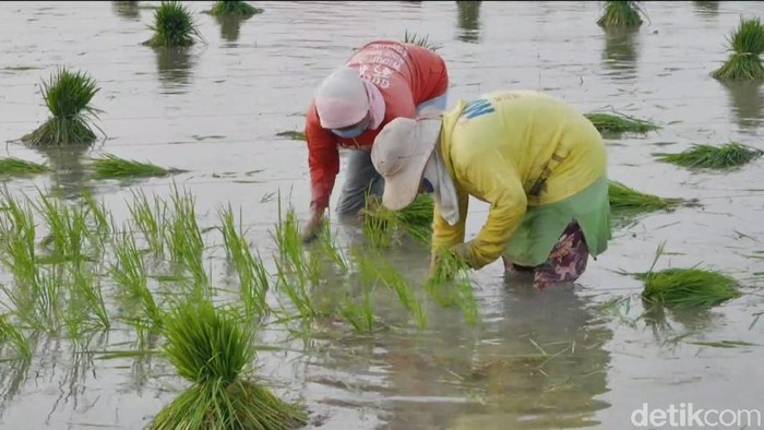 Hingga saat ini, pandemi COVID-19 belum mereda di Tanah Air. Untuk menekan dampaknya, berbagai program sudah dilakukan Pemkab Bojonegoro.