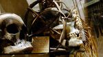 Foto: Koleksi Awetan Kepala Manusia yang Disingkirkan Museum