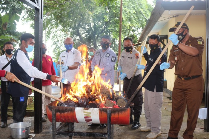 Polda Papua musnahkan barang bukti narkoba berupa 7 kg ganja dan 141 gram sabu dari 16 tersangka (dok Polda Papua)