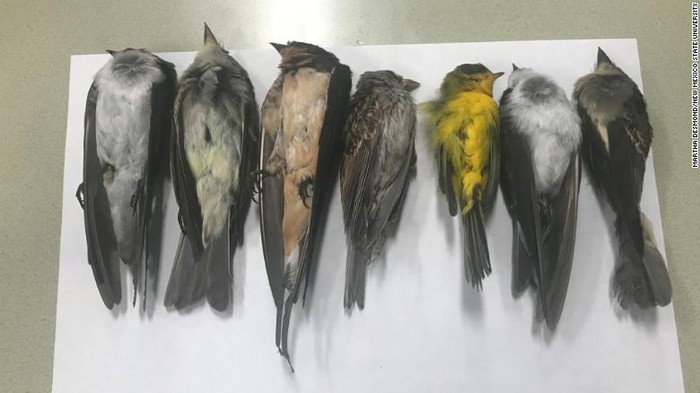Ratusan Ribu burung migran ditemukan mati di new meksiko