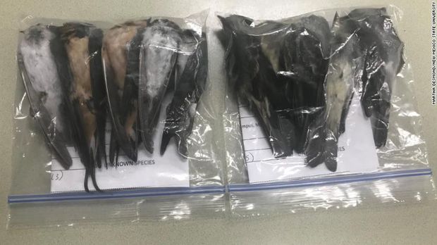Ratusan Ribu burung migran ditemukan mati di new meksiko