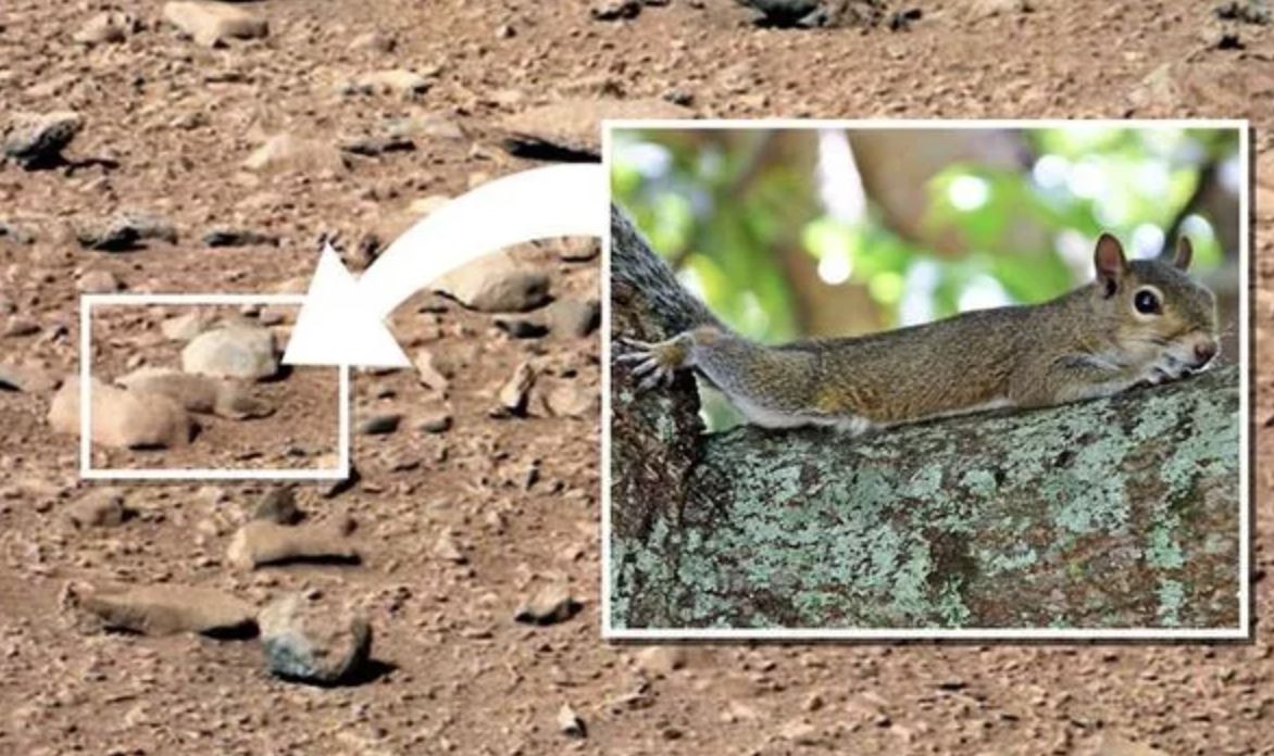 Seorang pemburu UFO mengklaim telah menemukan tupai di Mars (Gambar: NASA / GETTY)
