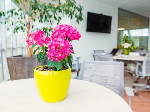Selective focus on Geranium flowers pot with blurred background of light interior of open work space office with desks, chairs and green plants. Coworking. Minimalism business style. Copy space