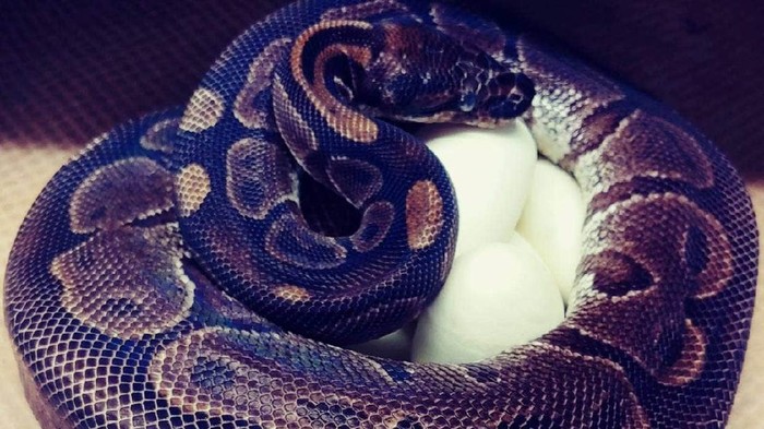 Ular Piton betina bertelur di usia 62 tahun tanpa pejantan