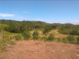Urgensi Transformasi Pengelolaan Hutan Jawa