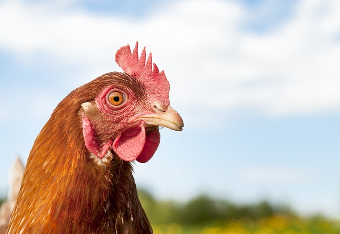 Alasan Orang Ogah Makan Kepala Ayam