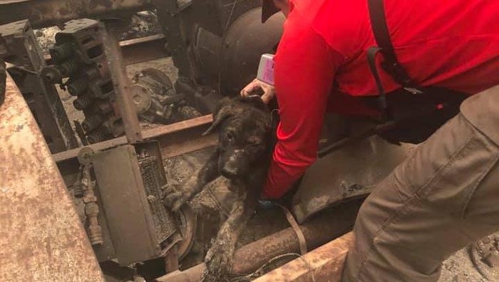 Anjing ditemukan dalam kebakaran