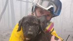 Penyelamatan Anak Anjing dari Kebakaran California