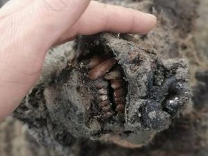 Bangkai Beruang dari Zaman Es Ditemukan Terawetkan Sempurna di Siberia