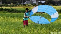Di musim kemarau ini, layang-layang sangat digemari oleh anak-anak, remaja hingga orangtua.