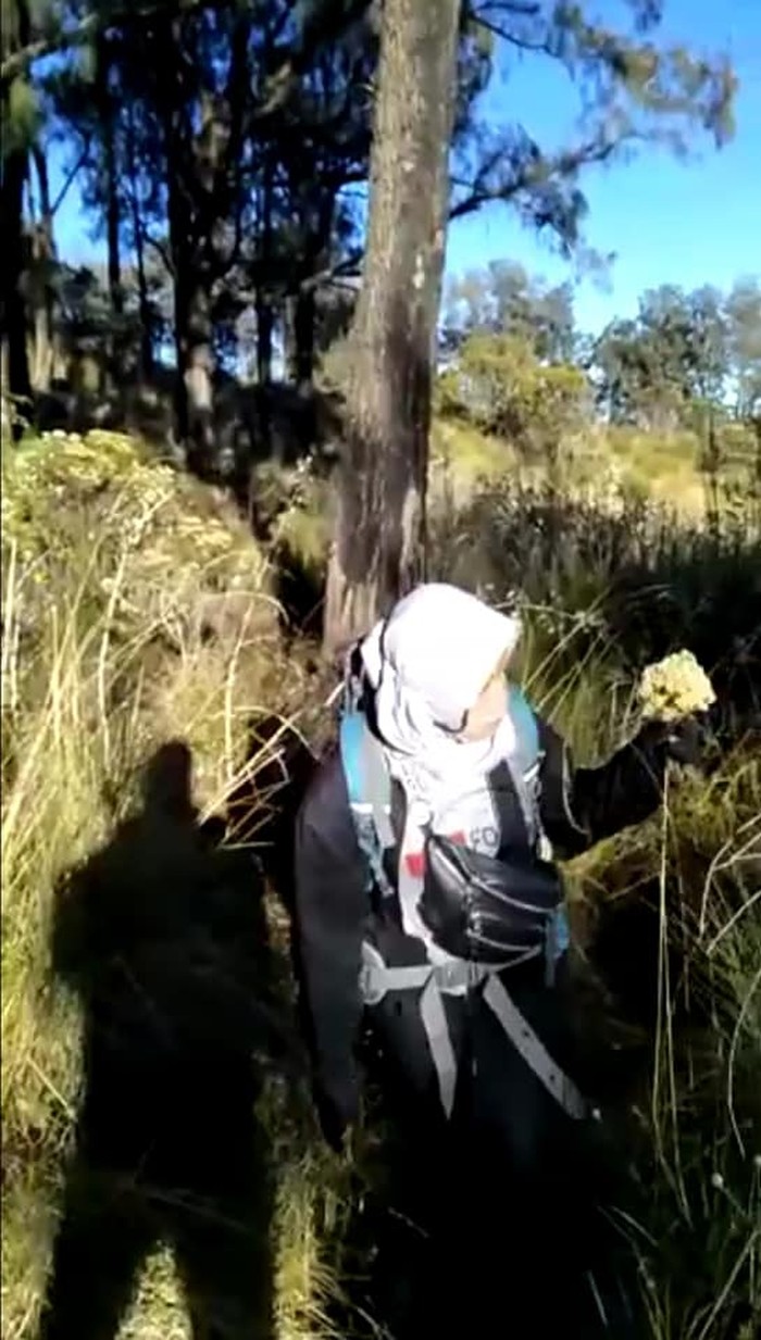 Bunga Edelweis Gunung Lawu