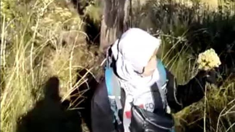 Bunga Edelweis Gunung Lawu Bunga Edelweis Gunung Lawu