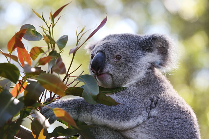 Koala di New South Wales, Australia, diprediksi punah tahun 2050. Pemerintah dan tim relawan  turun tangan untuk bahu membahu melindungi spesies dan habitatnya.