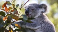 Dilansir dari Getty Images, Parlemen New South Wales pun membuat 42 rekomendasi untuk mencegah potensi kepunahan koala di negara bagian tersebut.