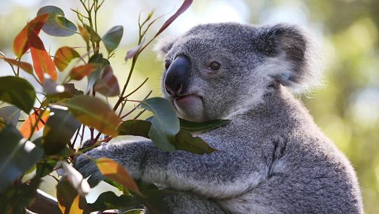 Koala di New South Wales, Australia, diprediksi punah tahun 2050. Pemerintah dan tim relawan  turun tangan untuk bahu membahu melindungi spesies dan habitatnya.