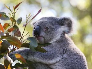 Sedih, Australia Sudah Kehilangan 1/3 Populasi Koala