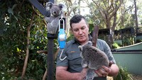 Sinergi antara pemerintah dan sejumlah lembaga relawan untuk melindungi dan melestarikan spesies serta habitat koala diharapkan dapat mencegah potensi kepunahan hewan ikonik Australia tersebut pada tahun 2050 mendatang.