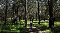 Pemerintah New South Wales pun diketahui telah berkomitmen mengucurkan dana senilai $ 44,7 juta untuk melindungi dan melestarikan koala di kawasan tersebut.