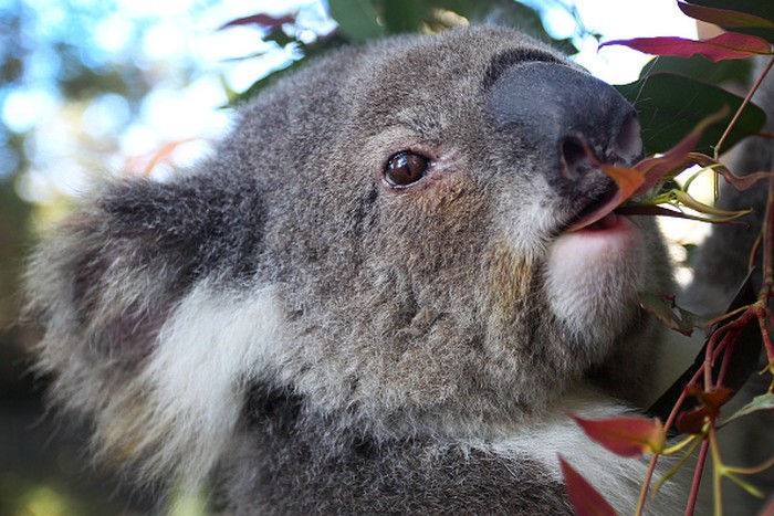 Koala di New South Wales, Australia, diprediksi punah tahun 2050. Pemerintah dan tim relawan  turun tangan untuk bahu membahu melindungi spesies dan habitatnya.