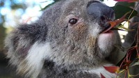 Dana itu diketahui menjadi komitmen keuangan terbesar untuk melindungi koala dalam sejarah negara bagian tersebut.