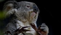 Kepunahan hewan ikonik Australia itu diperkirakan akan terjadi karena berbagai faktor, diantaranya kebakaran hutan dan kekeringan yang berdampak pada habitat koala di kawasan tersebut.