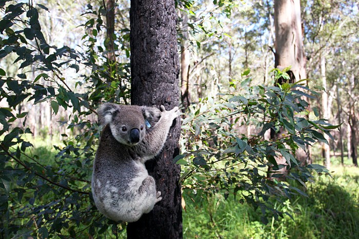 Koala di New South Wales, Australia, diprediksi punah tahun 2050. Pemerintah dan tim relawan  turun tangan untuk bahu membahu melindungi spesies dan habitatnya.