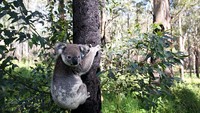 Seperti diketahui, beberapa waktu lalu, Australia menghadapi kebakaran hutan yang cukup masif di sejumlah wilayah negara tersebut. Di kawasan New South Wales, luas kebakaran hutan dan kekeringan mencapai seperempat dari habitat para koala.