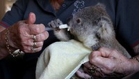 Pembukaan lahan untuk pertanian, pembangunan perkotaan, pertambangan dan kehutanan pun dilaporkan turut menyumbang kerusakan habitat para koala di New South Wales.