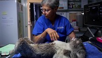 Guna mengantisipasi prediksi kepunahan koala pada tahun 2050 mendatang, pemerintah dan sejumlah relawan pun turun tangan untuk turut bahu membahu melindungi serta melestarikan spesies dan habitat koala.