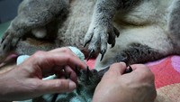 Rumah Sakit Koala Port Macquarie menjadi salah satu lembaga yang konsisten melindungi sejumlah koala yang terluka maupun kehilangan habitat. Didirikan pada tahun 1973, Rumah Sakit Koala Port Macquarie memiliki 150 relawan, ruang perawatan khusus, ruang perawatan intensif, serta kawasan rehabilitasi bagi sejumlah koala yang dirawat di rumah sakit tersebut.