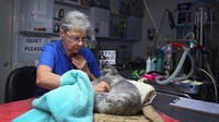 Dilansir dari Getty Images, sejumlah koala yang dirawat di rumah sakit tersebut beberapa diantaranya dievakuasi saat kebakaran hutan melanda kawasan Australia beberapa waktu lalu.
