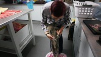 Koala yang dievakuasi dari kebakaran hutan tersebut mendapatkan beragam perawatan dari para relawan di Rumah Sakit Koala Port Macquarie.