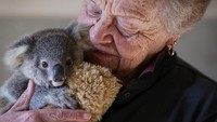 Perawatan tersebut diberikan hingga kondisi kesehatan para koala tersebut membaik usai menjadi korban kebakaran hutan beberapa waktu lalu.
