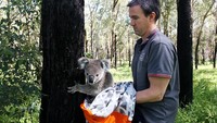 Selepas mendapatkan perawatan kesehatan, koala-koala di rumah sakit itu pun kemudian akan dilepaskan ke habitat alami.