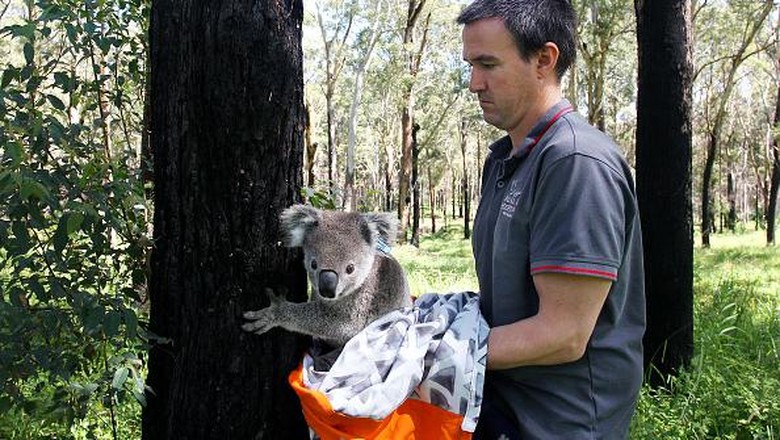 Koala di New South Wales, Australia, diprediksi punah tahun 2050. Pemerintah dan tim relawan  turun tangan untuk bahu membahu melindungi spesies dan habitatnya.