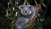 Koala di negara bagian New South Wales (NSW) , Australia, diperkirakan punah pada tahun 2050 mendatang.