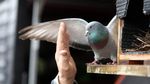Flappy, Si Burung Dara yang Suka Tos