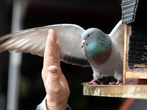 Jangan Kasih Makan Burung Dara di Australia, Pokoknya Jangan