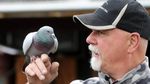 Flappy, Si Burung Dara yang Suka Tos